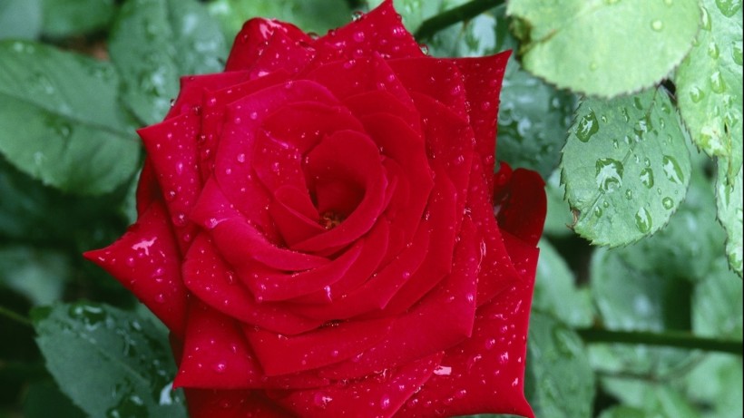 红色玫瑰花图片(8张)