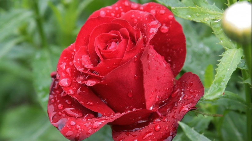 红色玫瑰花图片(8张)