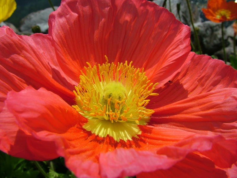 红色罂粟花图片(15张)