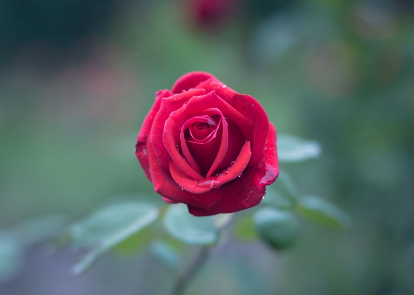 红色的玫瑰图片(16张)
