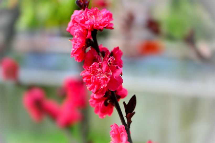 红桃花图片(7张)