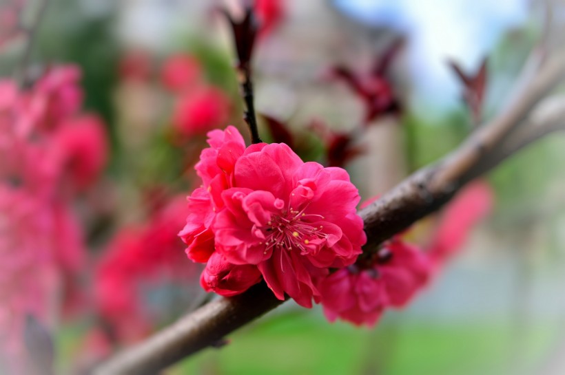 红桃花图片(7张)
