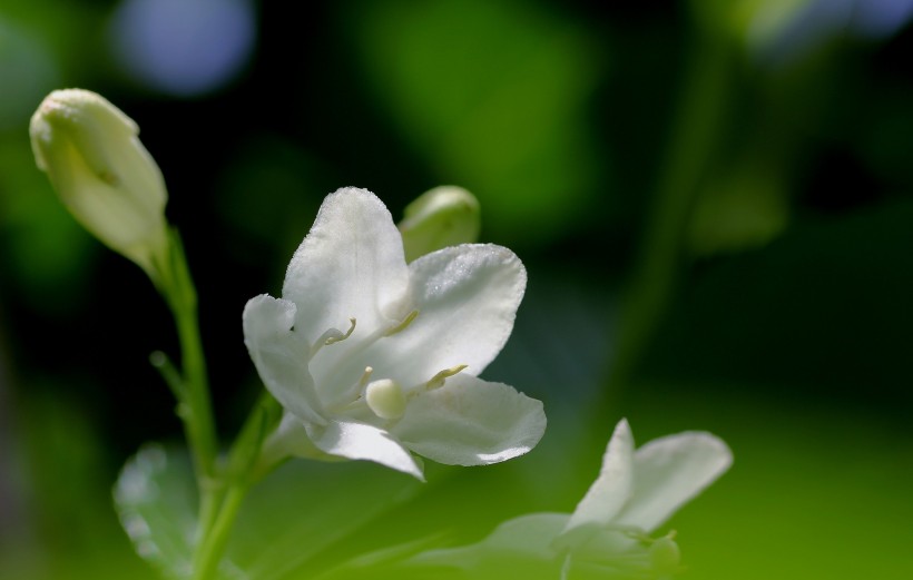 红王子锦带花图片(9张)