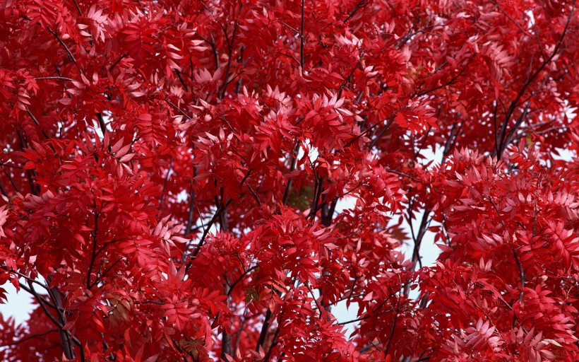 红枫叶图片(21张)