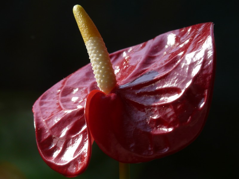 鲜艳的红掌花图片(14张)