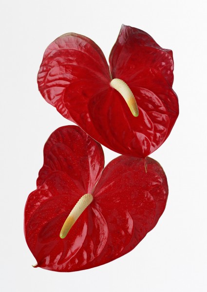 红掌花花朵图片(3张)