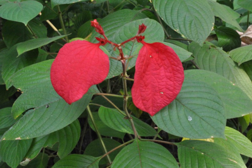 红纸扇花朵图片(3张)