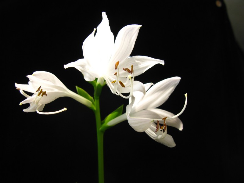 洁白的玉簪花图片(10张)