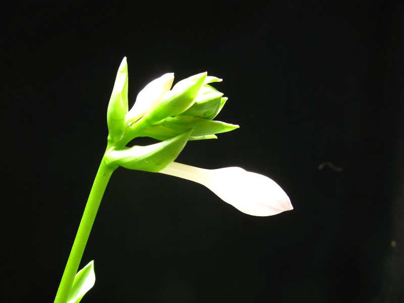 洁白的玉簪花图片(10张)