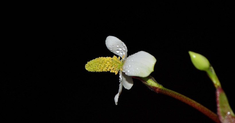 鱼腥草花卉图片(12张)