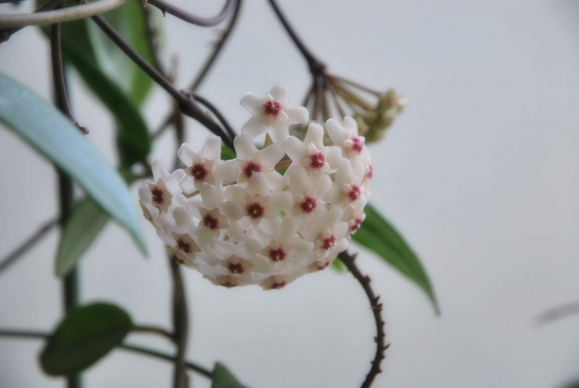 球兰花卉图片(6张)