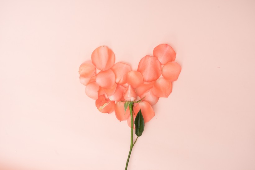 粉红花瓣图片(12张)
