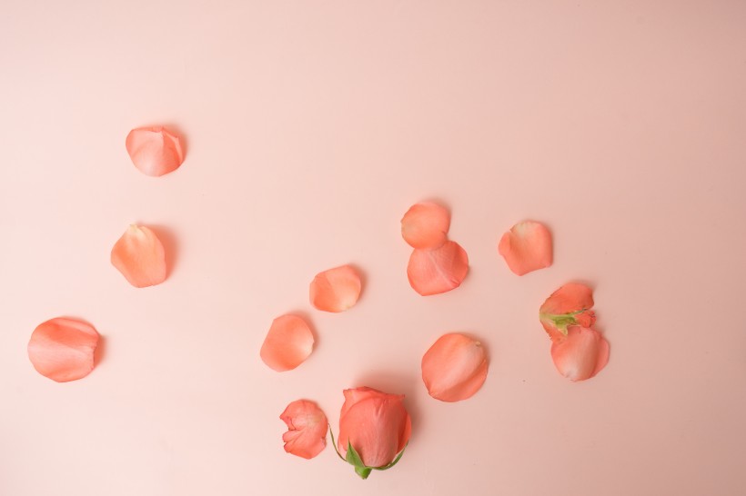 粉色玫瑰花和花瓣图片(16张)