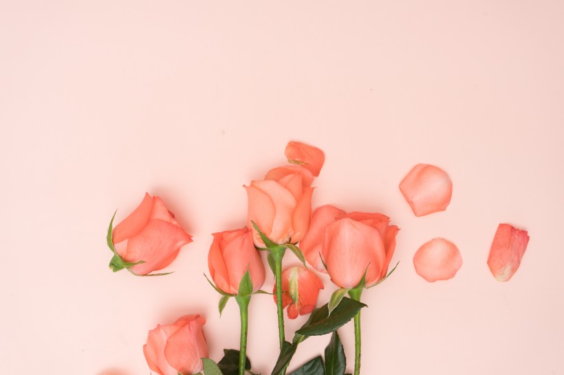 粉红花瓣图片(12张)