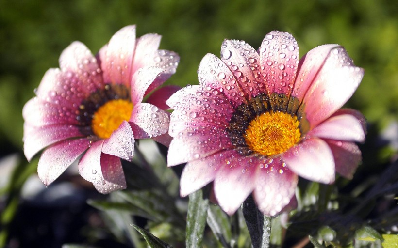 花瓣上的晶莹露珠图片(8张)