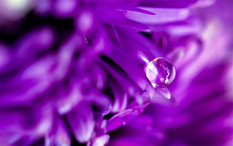 花瓣上流动的水珠宝石图片(9张)