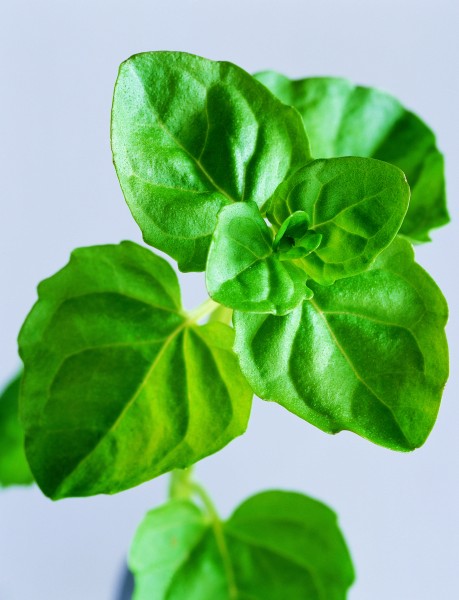 花草茶保健茶的原材料图片(20张)