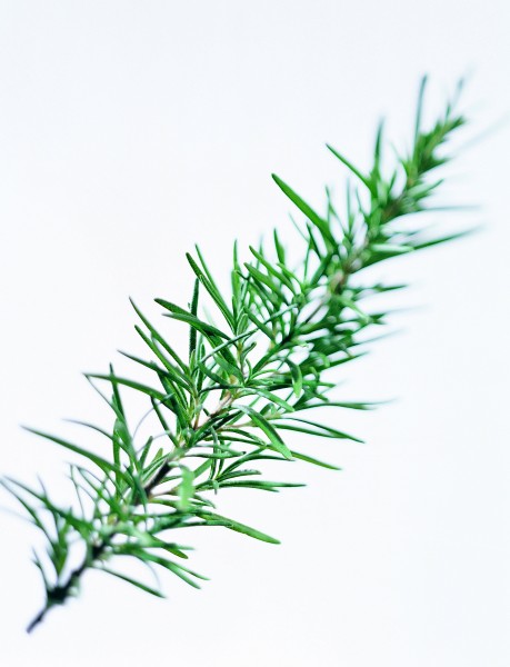 花草茶保健茶的原材料图片(20张)