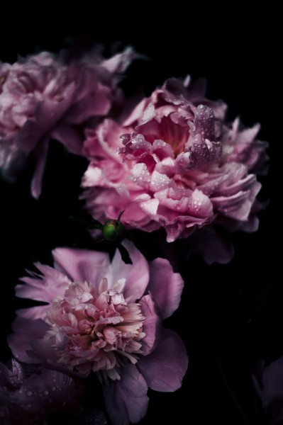 挂着水珠的花朵图片(11张)