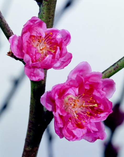 花卉枝节特写图片(75张)