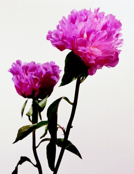 花牡丹图片(2张)