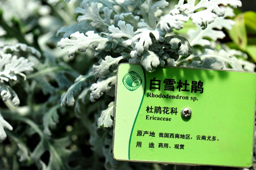 广州华南植物园花卉图片(10张)