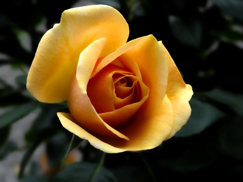 明亮的黄玫瑰图片(15张)