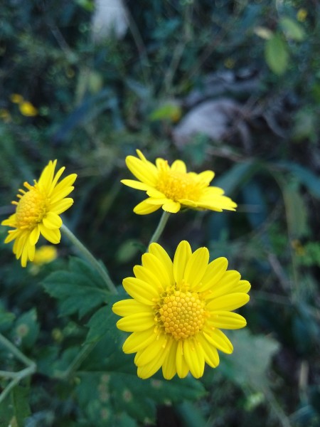 黄灿灿的菊花图片(14张)