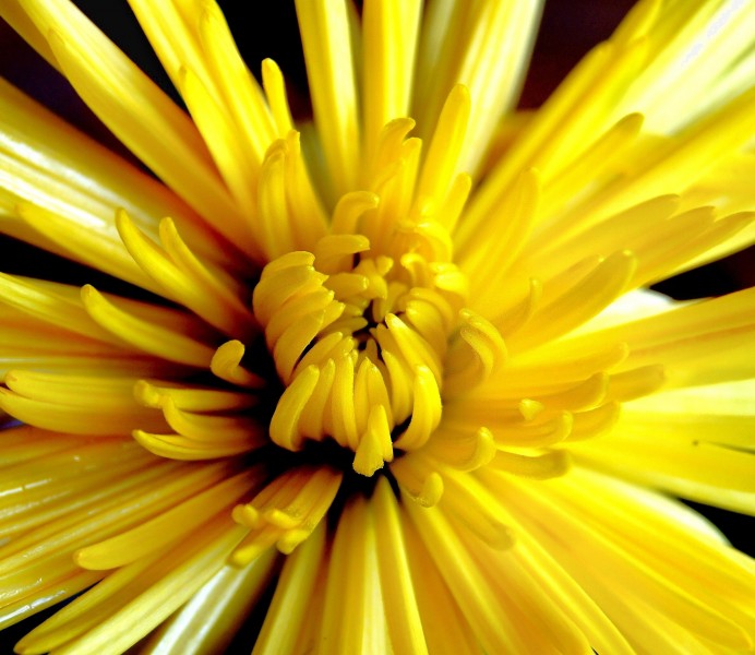黄灿灿的菊花图片(14张)