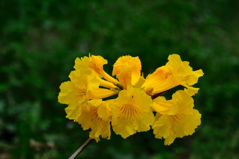 黄花风铃木图片(19张)