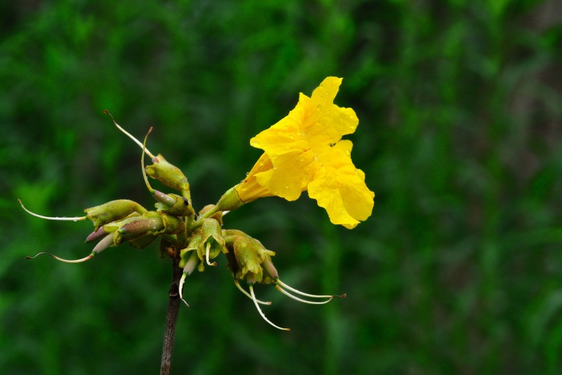 黄花风铃木图片(19张)