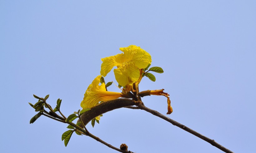 黄花风铃木图片(19张)