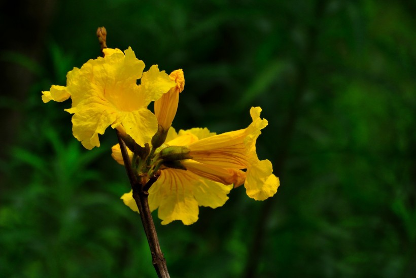 黄花风铃木图片(19张)