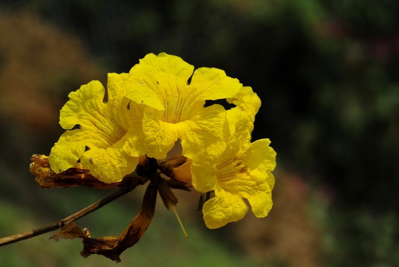 黄花风铃木图片(19张)