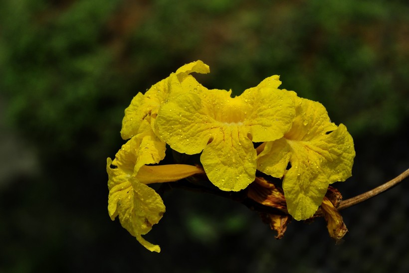 黄花风铃木图片(19张)