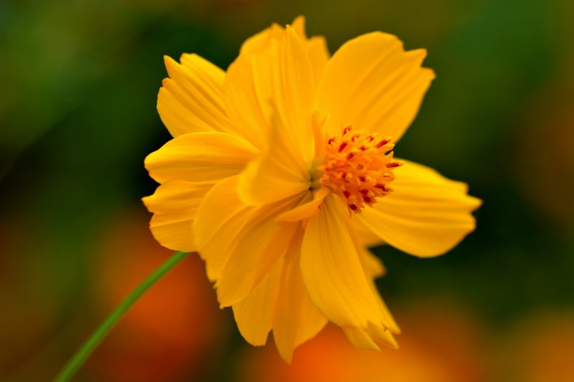 黄金菊图片(10张)