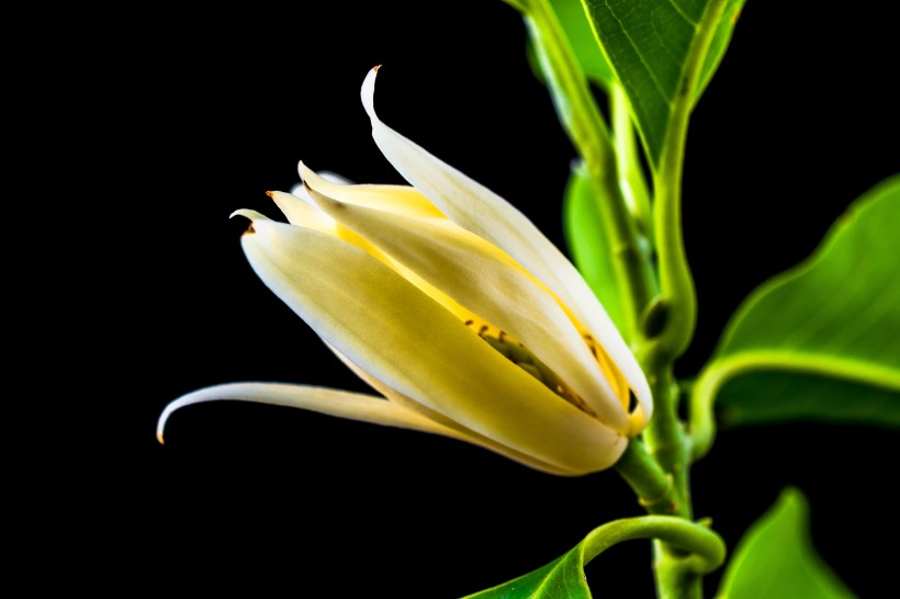 著名的观赏花卉黄兰图片(16张)