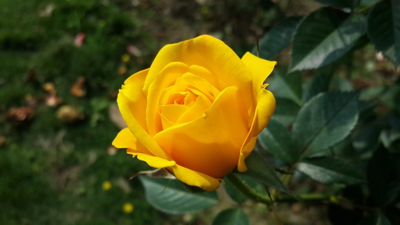 黄玫瑰图片(18张)