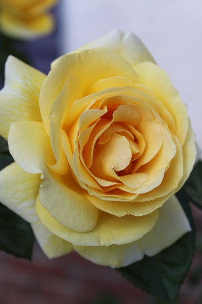 热情明亮的黄玫瑰图片(10张)