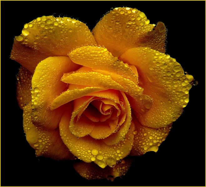 热情明亮的黄玫瑰图片(10张)