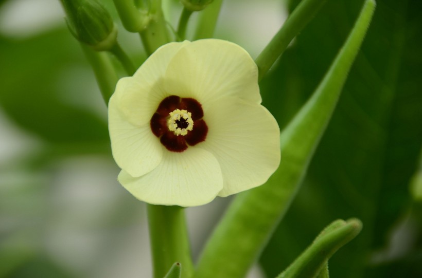 黄秋葵花卉图片(11张)
