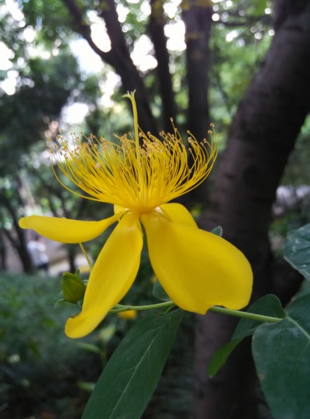 黄色的花朵图片(14张)