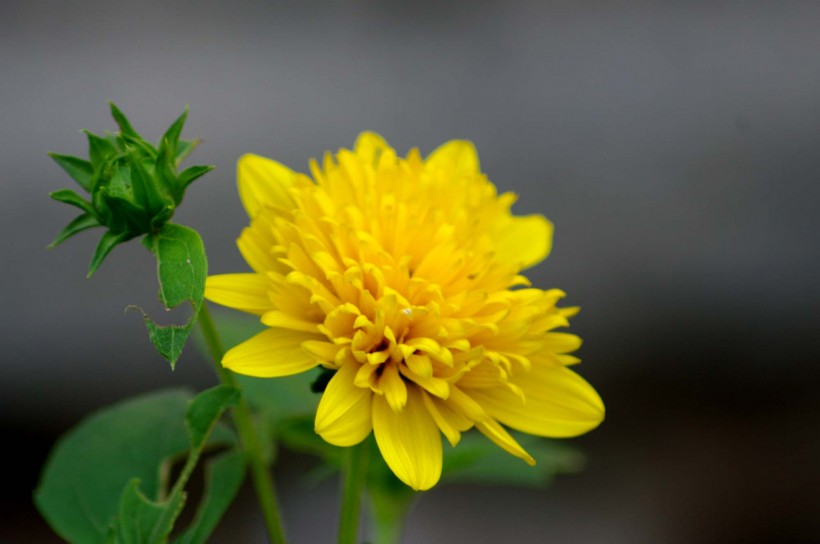 黄色的菊花图片(6张)