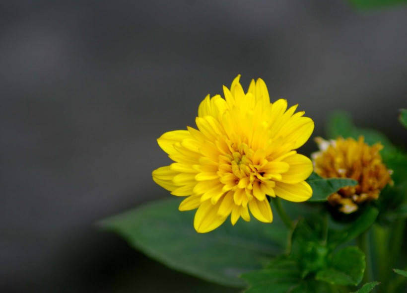 黄色的菊花图片(6张)