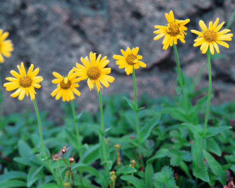 漂亮的黄色野花图片(14张)