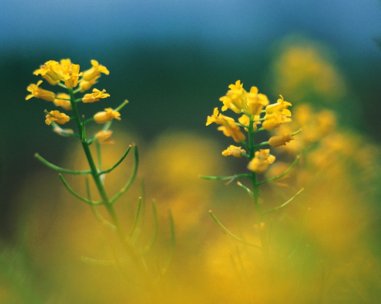漂亮的黄色野花图片(14张)
