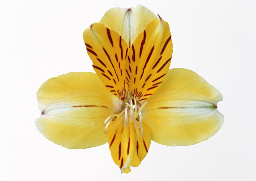 黄色花朵图片(9张)