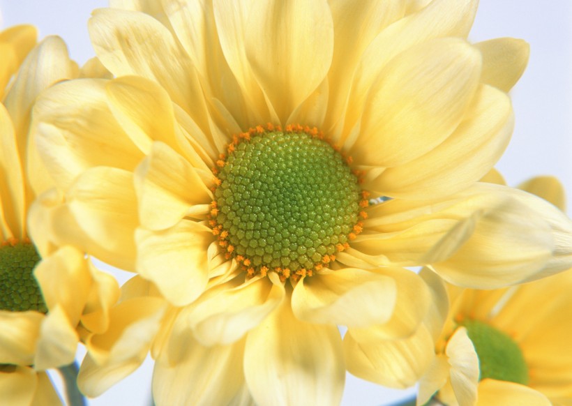 黄色花朵图片(19张)