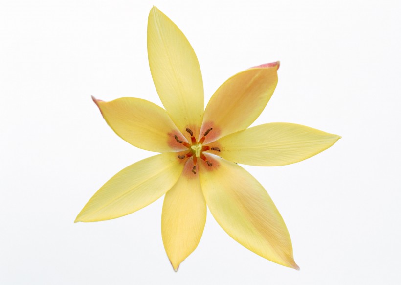 黄色花朵图片(19张)