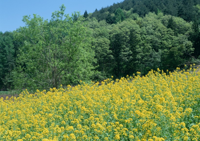 黄色花田图片(18张)